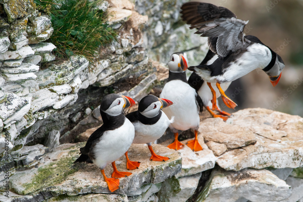 Fototapeta premium Atlantic Puffin landing on cliffs