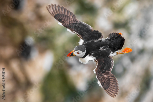Atlantic Puffin wingspan 
