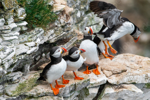 Atlantic Puffin landing on cliffs