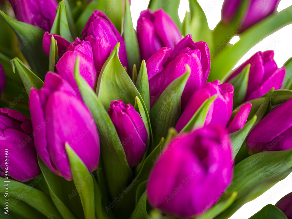 selective focus. red tulips in a vase isolated on white background. Spring composition. Delicate purple tulips on white background top view space for text border. copy space selective focus. red tulips in a vase isolated on white background. Spring composition. Delicate purple tulips on white background top view space for text border. copy space