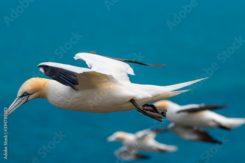 Gannets in flight 