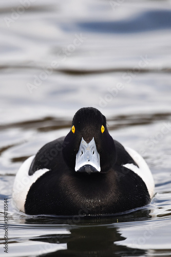 Tufted Duck portrait 