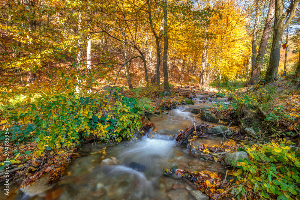 Stream in a forest at autumn. The Mala Fatra national park, Slovakia, Europe.