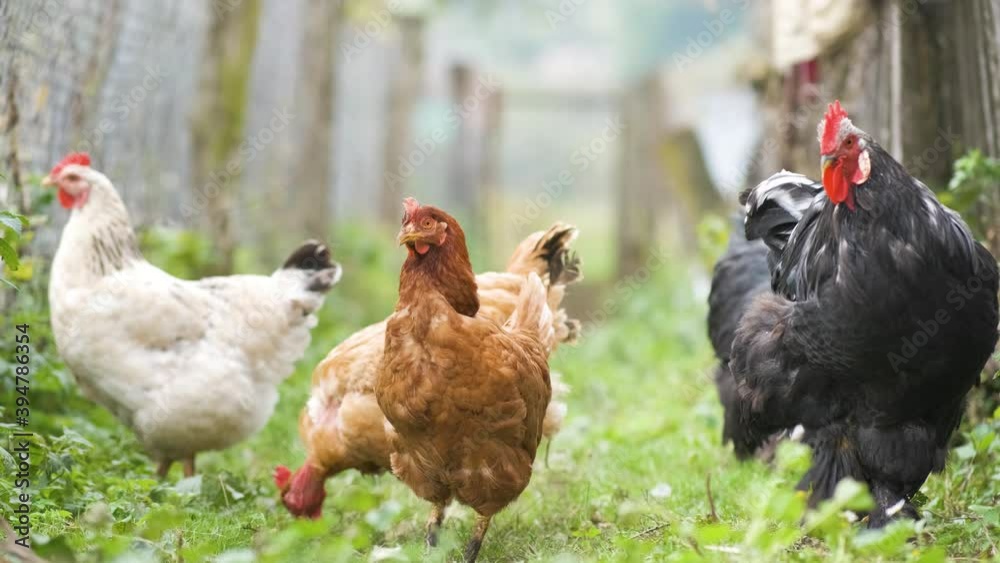 Chicken feeding on traditional rural barnyard. Hens on barn yard in eco farm. Free range poultry farming concept.