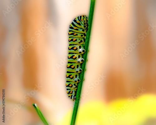 Swallowtail Caterpillar