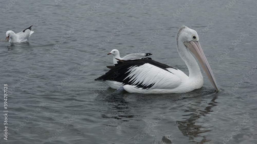 pelicans on the beach