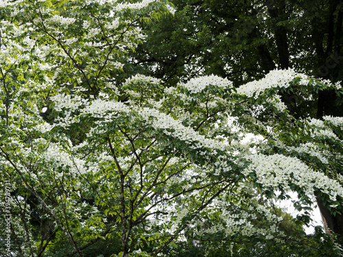 (Cornus kousa ou nuttallii) Cornouiller de Kousa cultivar 'Venus', arbuste aux branches étagées et horizontales aux fleurs blanches posées sur un feuillage vert profond photo