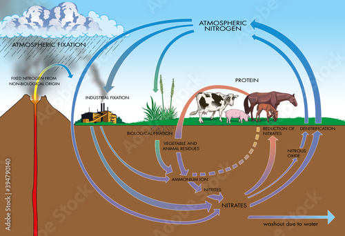 Diagram showing atmospheric nitrogen, a process by which molecular nitrogen in the air is converted into ammonia photo