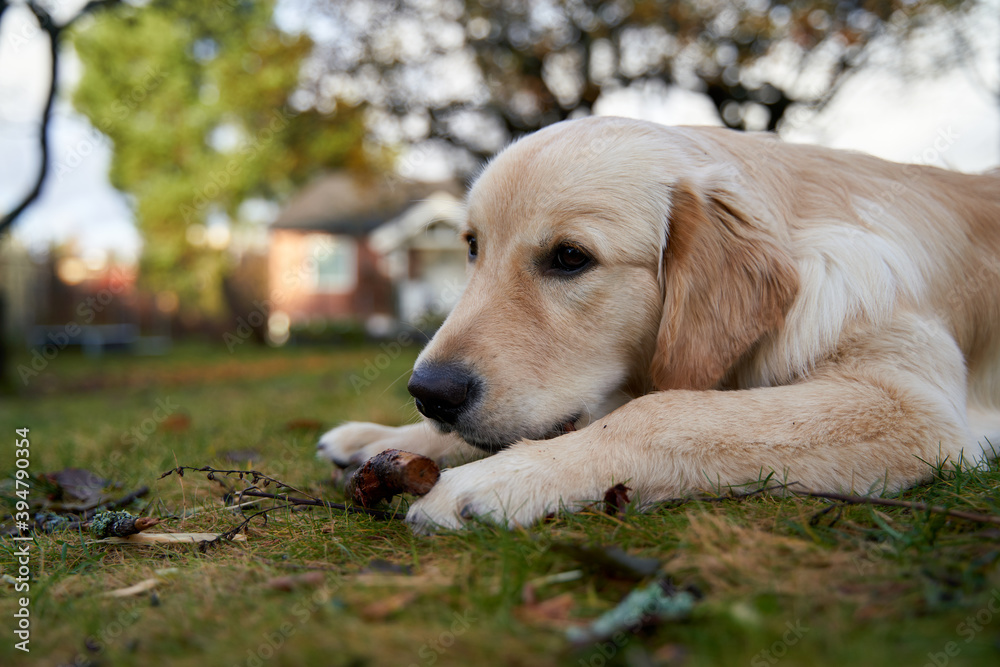 Εκτύπωση καμβά A six months old golden retriever puppy is chewing a wooden stick