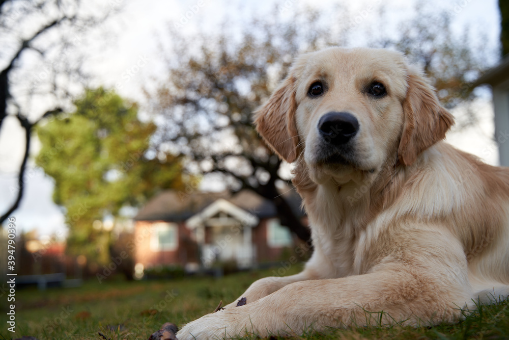 A golden retriever puppy is laying on the lawn and guarding the house