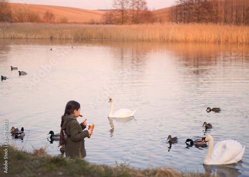 young pretty girl with dark long hairs is feeding darks and swans near the lake in autumn park