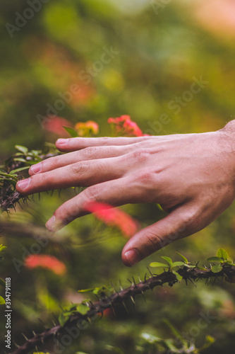 Hand touching the bush