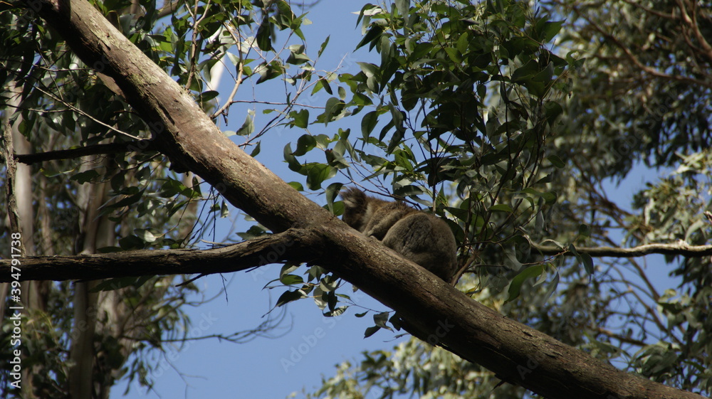 koala in the tree
