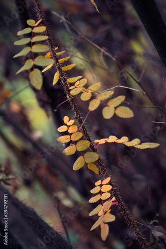 Colorful autumn plants on nature background