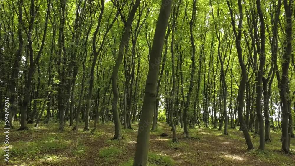 Dense green summer forest with many tall trees and morning sun light. Dense green summer forest with many tall trees and morning sun light.