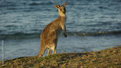 kangaroo at the beach in australia