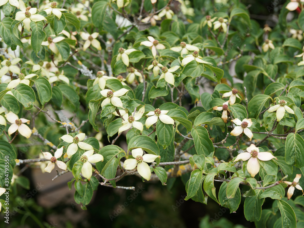 Cornouiller de Kousa 'Venus' ou cornouiller de Chine (Cornus kousa) Inflorescence de bractées étoilées et pointues blanc crème au dessus d'un feuillage vert profond Cornouiller de Kousa 'Venus' ou cornouiller de Chine (Cornus kousa) Inflorescence de bractées étoilées et pointues blanc crème au dessus d'un feuillage vert profond