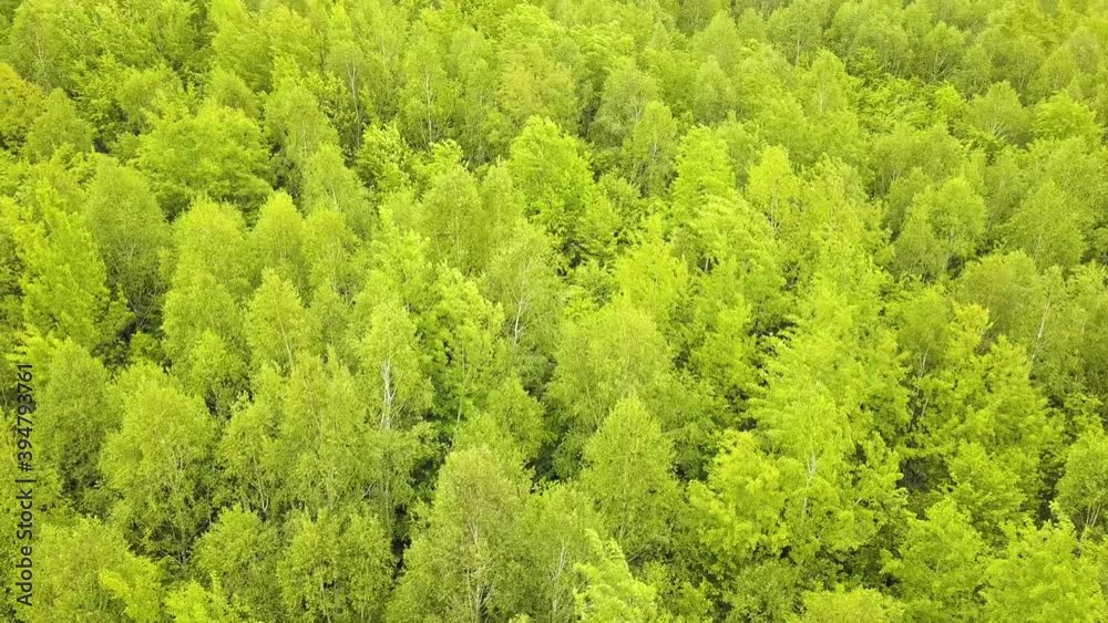 Aerial view of green forest with canopies of summer trees swaying in wind. Aerial view of green forest with canopies of summer trees swaying in wind.