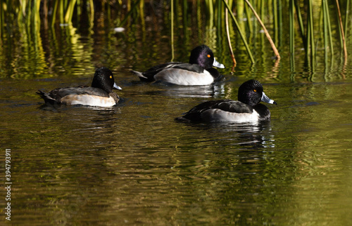 wood ducks in a row