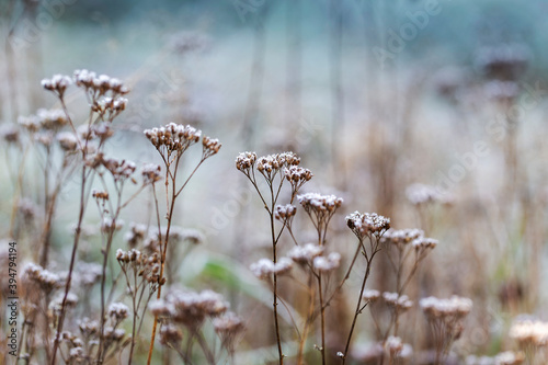 Vászonkép Achillea millefolium - flowers of yarrow covered with icing with a beautiful winter bokeh