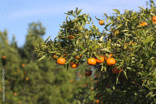 Branch of a tangerine tree that holds its fruits