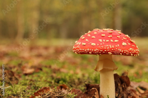 a beautiful red fly agaric mushroom with white dots closeup and a green background in a forest in autumn