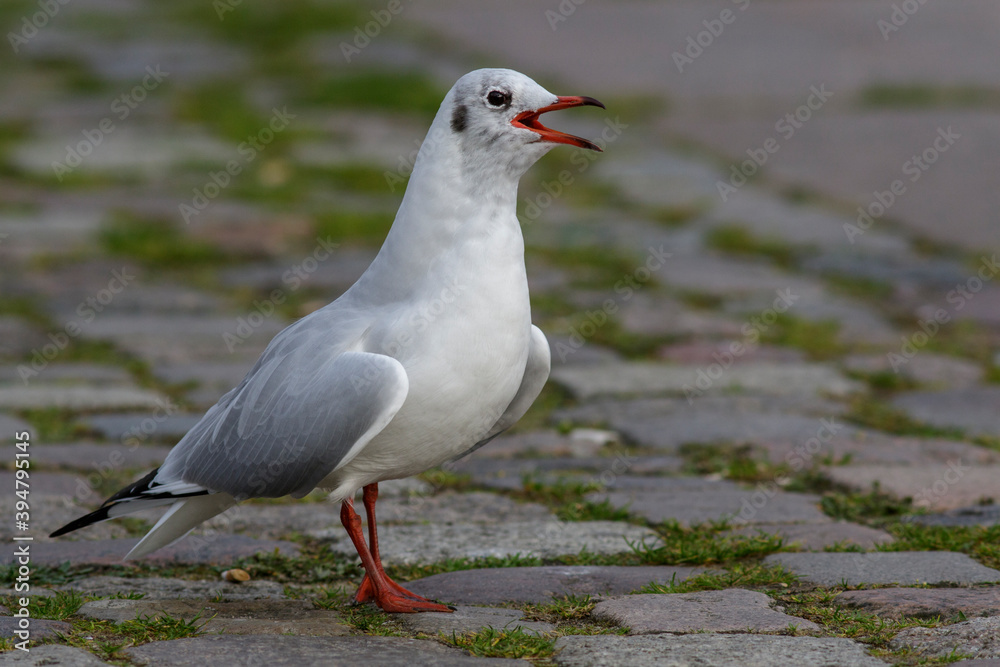 Lachmöwe (Larus ridibundus) Winterkleid Lachmöwe (Larus ridibundus) Winterkleid