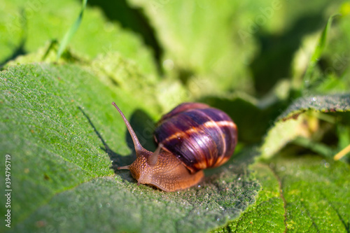 large grape snail on a green leaf. Breeding and caring for molluscs