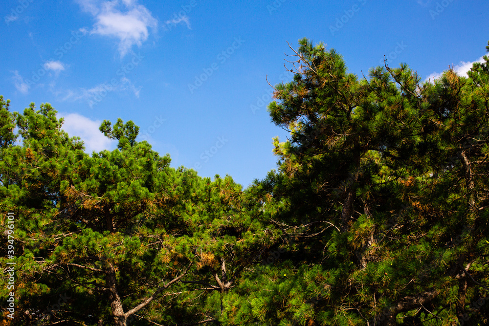 Branches of green pines against the blue sky Branches of green pines against the blue sky