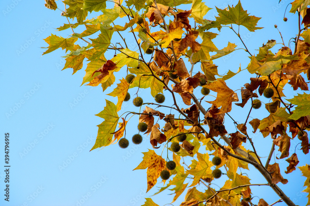 American plane tree, plane tree branch in autumn with colorful leaves and fruits, blue sky, copy space vor text American plane tree, plane tree branch in autumn with colorful leaves and fruits, blue sky, copy space vor text