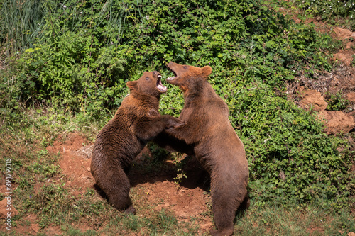 Two young brown bears, fighting