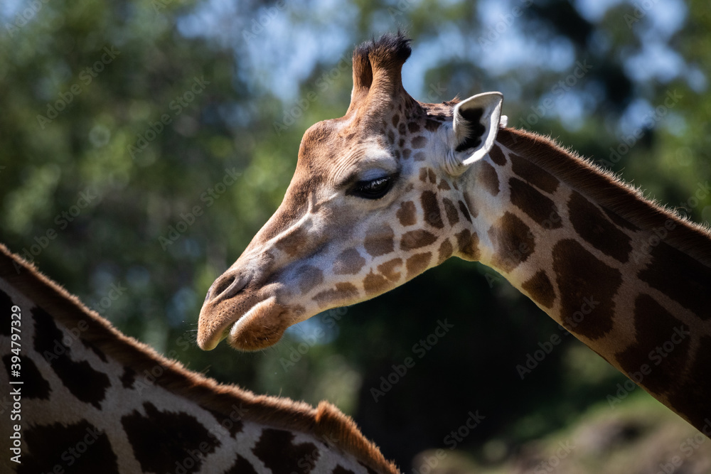 Two giraffes wander the meadow looking for fresh grass to eat