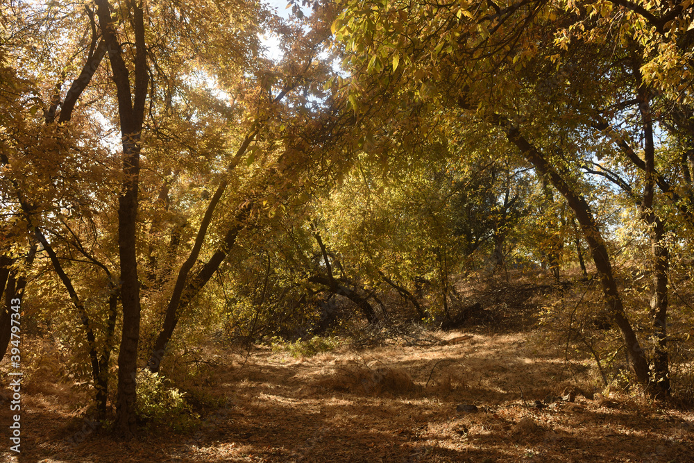 Naklejka premium forest canopy