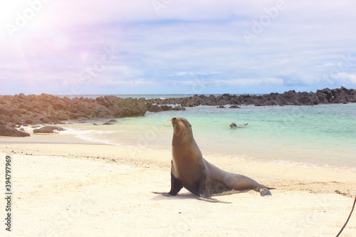 sea lion on the beach © Mario