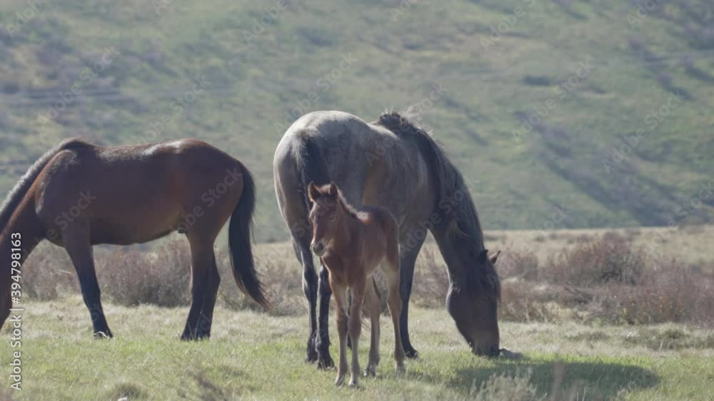 close up of brumby foal standing next to its mother at kosciuszko national park in nsw, australia close up of brumby foal standing next to its mother at kosciuszko national park in nsw, australia