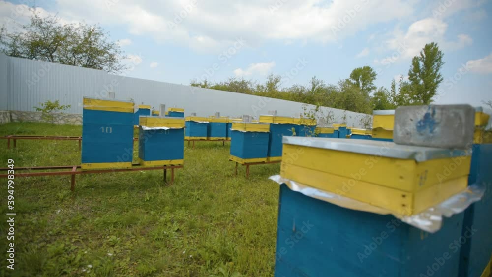 Review of bee hives in the apiary. Industrial beekeeping. Review of bee hives in the apiary. Industrial beekeeping.
