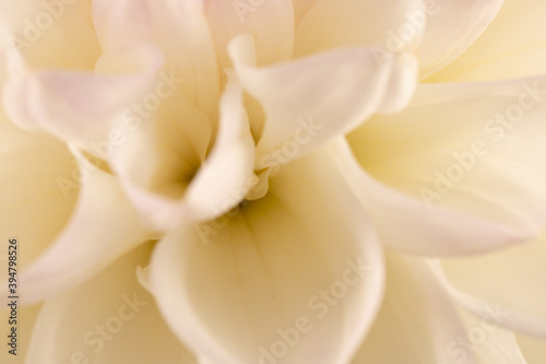 close up of white dahlia