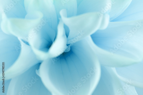 Fototapeta Naklejka Na Ścianę i Meble -  close up of blue dahlia