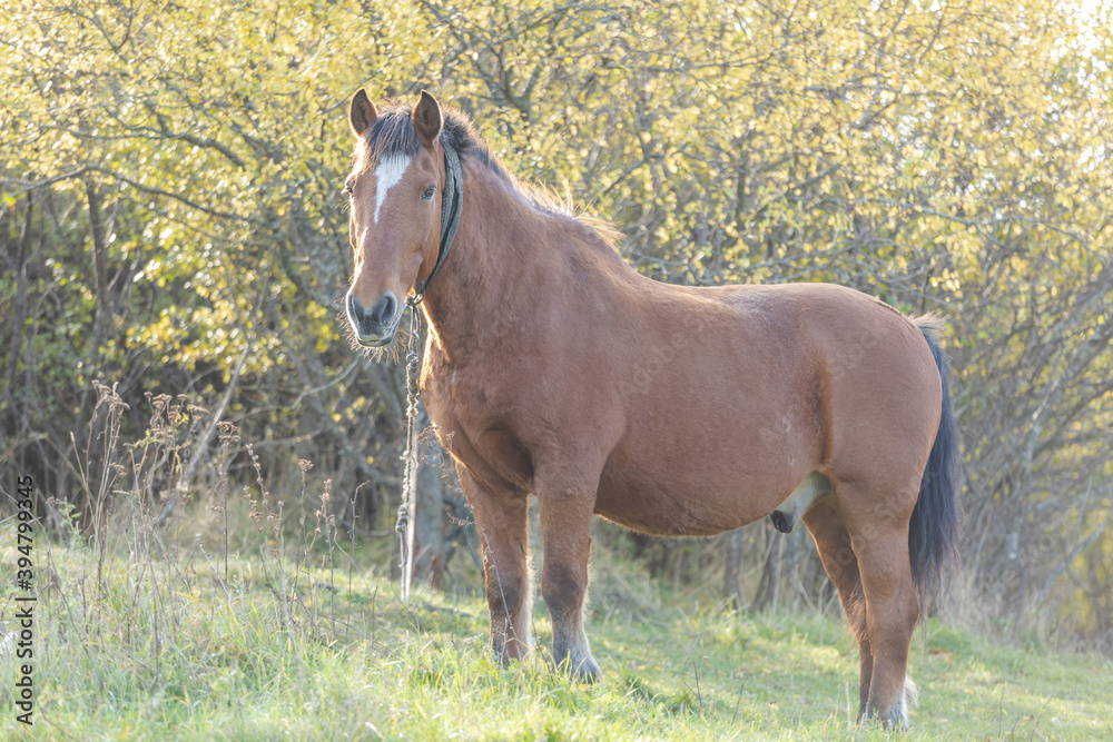 big strong traction horse in the pasture in the sun big strong traction horse in the pasture in the sun
