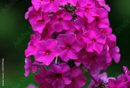 Bright Phlox flowers © Olga