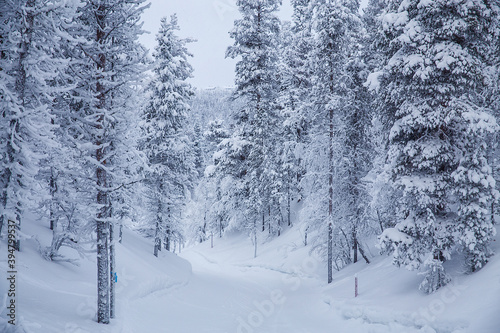 Wallpaper Mural snowy forest with a path in the middle Torontodigital.ca