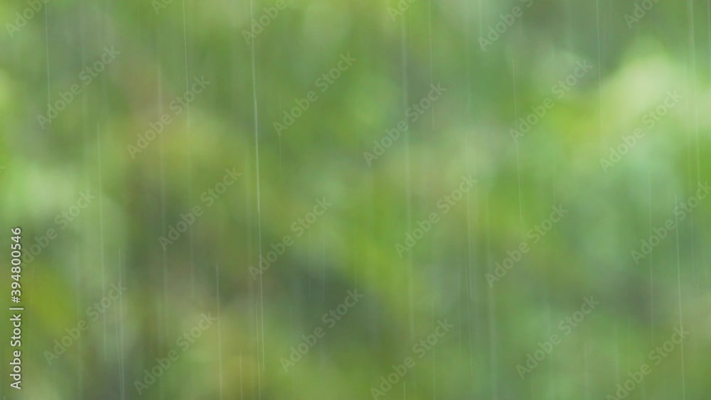 Rain drops Falling, Raining day in forest. Rain drop on trees. Sound of thunder in Background Rain drops Falling, Raining day in forest. Rain drop on trees. Sound of thunder in Background