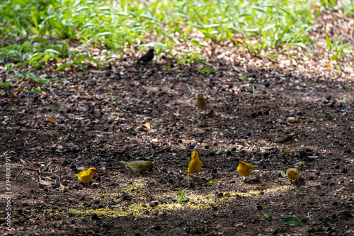 land canaries perched on the ground photo