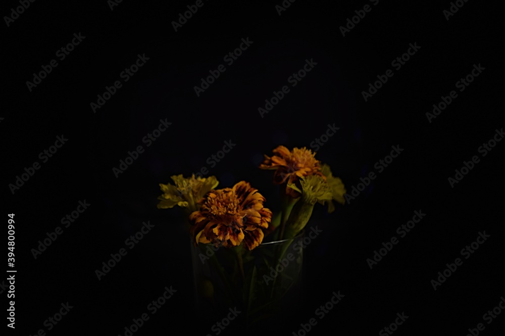 Orange flowers on black background, portret aksamitki w ciemności - obrazy, fototapety, plakaty 