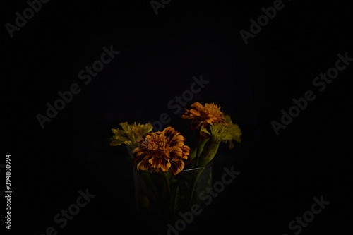 Orange flowers on black background, portret aksamitki w ciemności