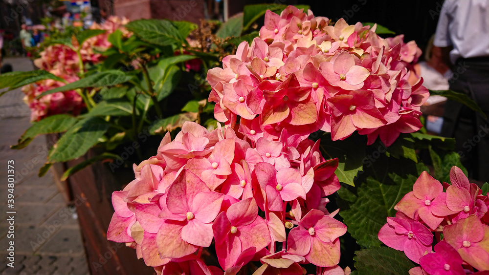 Hydrangea Macrophylla Is A Deciduous Shrub, Native To Japan. Hydrangea Macrophylla Is A Deciduous Shrub, Native To Japan.