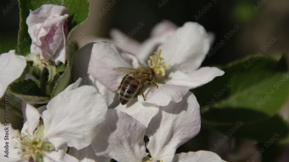 bee on a blossom of a apple tree bee on a blossom of a apple tree