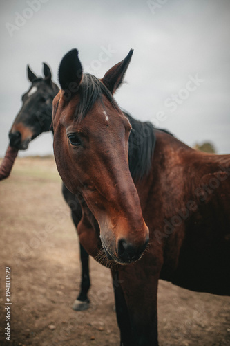 portrait of a horse © Katherina_