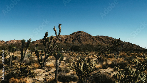 Joshua Trees- Mojave Desert California © ONEXONE
