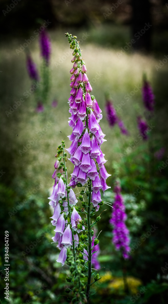 Makroaufnahme einer Fingerhut Blume Makroaufnahme einer Fingerhut Blume